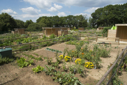 Jardins potagers.jpg