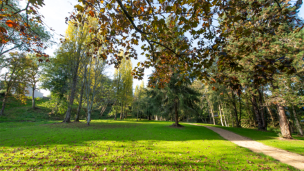 Image d'illustration pour : RENDRE PRATICABLE SUR LE CHEMIN PRINCIPAL DU PARC DE ROHAN